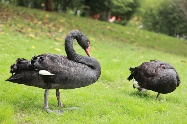 黑天鵝的閑適時光。重慶理工大學供圖