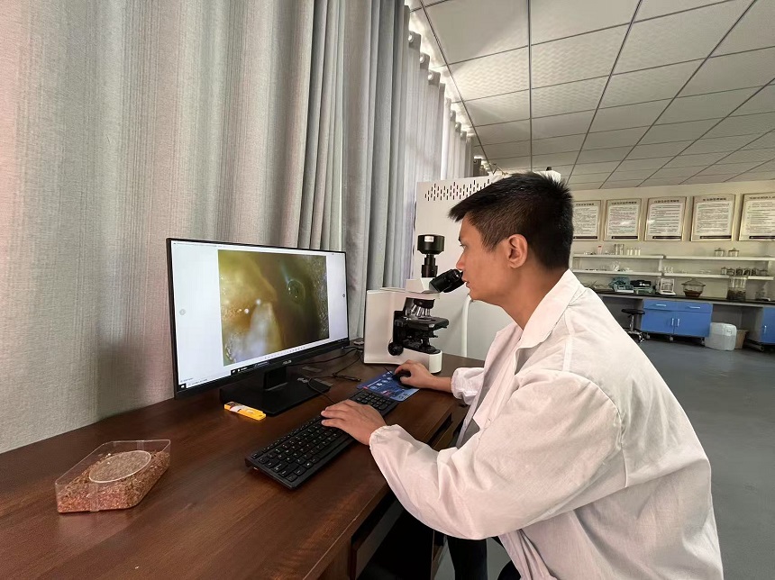 張光箭在實驗室觀察崖柏花蕊。周小平攝