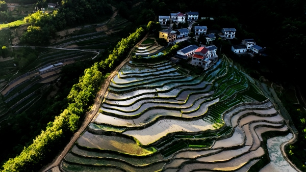 高觀鎮田園風光。受訪者供圖