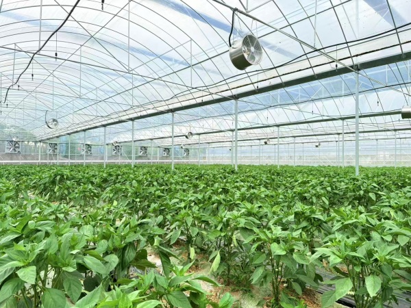 智能大棚。受訪者供圖