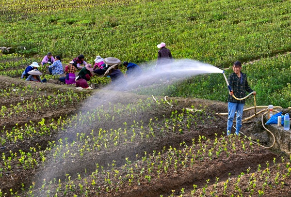 龍潭鎮柏香村的油茶苗圃基地，村民正在移栽油茶苗。酉陽縣委宣傳部供圖