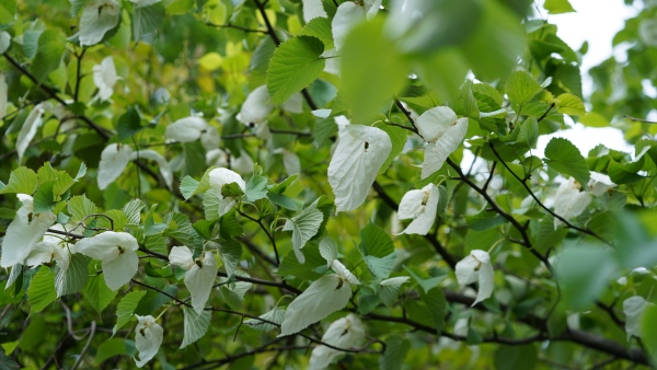 珙桐花期時，蔥綠的樹上，仿佛白鴿展翅欲飛，栩栩如生。劉先華攝