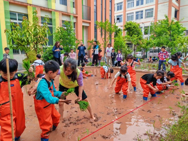 歇馬幼兒園的學生及家長們在田里栽秧。主辦方供圖