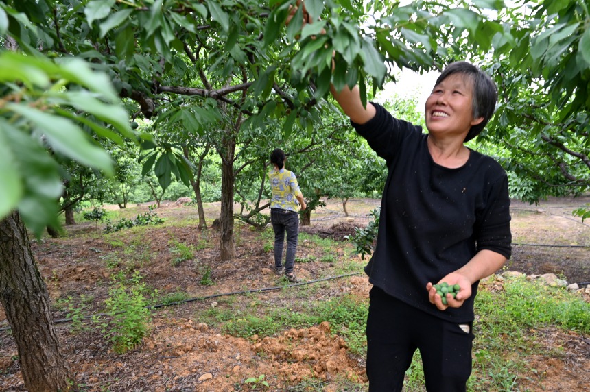 村民們搶抓農時，忙著為脆李樹疏果。鄒樂攝