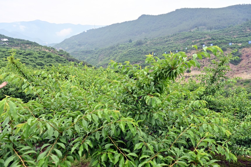 柑園村漫山遍野的脆李樹。鄒樂攝