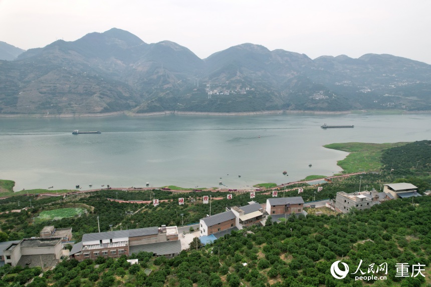 三沱村正以“三峽橙莊”建設為契機，描繪鄉村振興新圖景。人民網記者 劉政寧攝