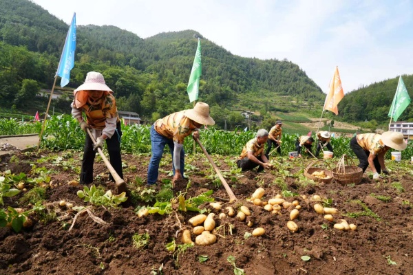村民正在挖土豆。巫山縣融媒體中心供圖