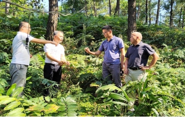 研究所副所長、研究員胡開治開展黃精種植技術指導。重慶市藥物種植研究所供圖