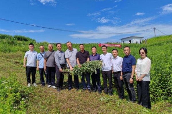 艾草團隊在南川河圖鎮艾草種質資源鑒定與首期采收活動現場。重慶市藥物種植研究所供圖