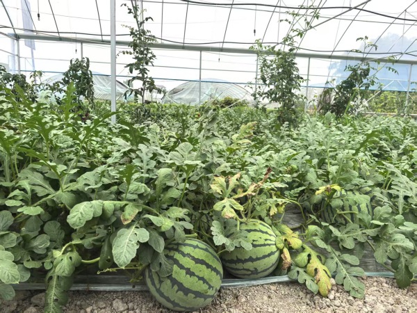 五間西瓜長勢喜人。徐雯瑄攝