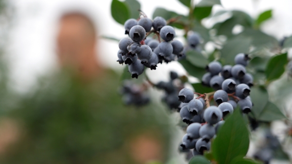 藍莓進入了采摘季。大足臺供圖