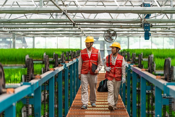 電力員工巡檢育秧工廠用電設備。國網重慶永川供電公司供圖