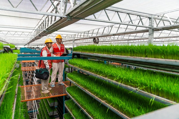 電力員工對育秧工廠用電設備數據進行記錄。國網重慶永川供電公司供圖