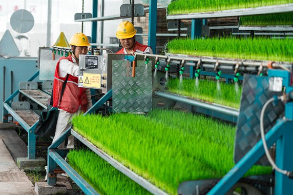 電力員工對育秧工廠用電設備進行安全檢查。國網重慶永川供電公司供圖