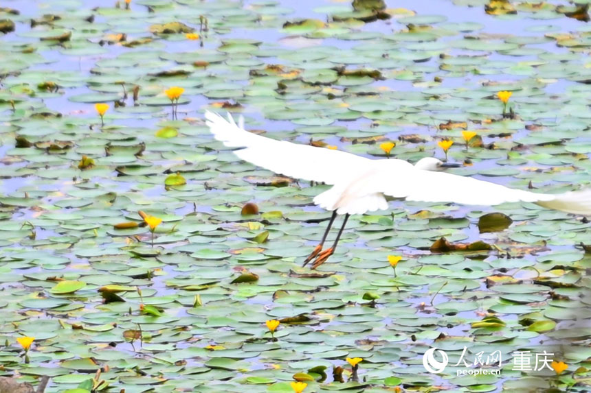 白鷺飛翔在長滿荇菜的湖面上。人民網 鄒樂攝