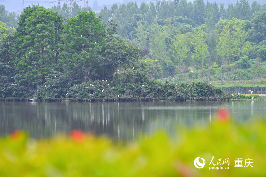 優良的生態環境吸引眾多鳥類棲息。人民網 鄒樂攝