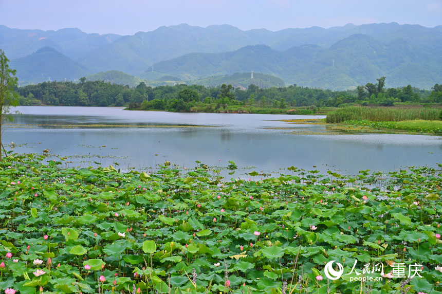 遠山、荇菜、青荷相映成趣。人民網 鄒樂攝