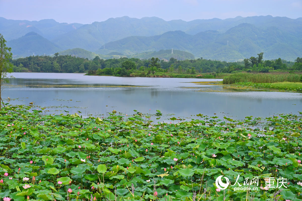 遠山、荇菜、青荷對應成趣。人民網 鄒樂攝