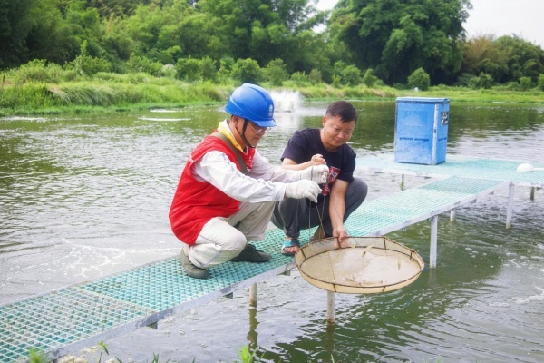 重慶順浩農業開發有限公司負責人陳先洪為電力員工介紹蝦苗長勢情況。吳莉珊攝