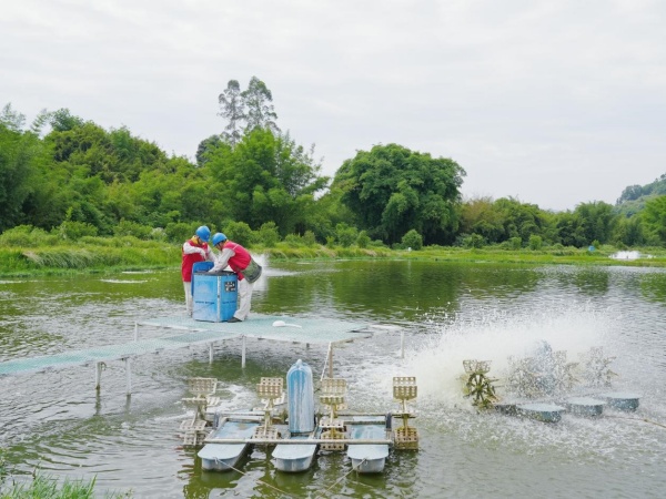 國家電網重慶電力（綦江綜合）紅巖共產黨員服務隊隊員在石角鎮現代化養殖基地檢查投料機控制器線路運行狀況。袁巧攝