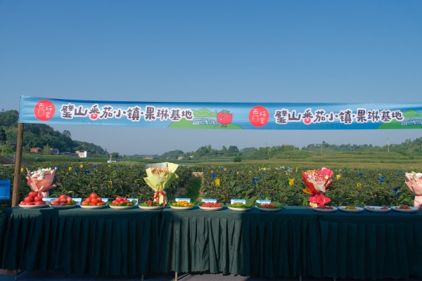 鮮艷清甜的番茄擺上展臺?；顒又鬓k方供圖