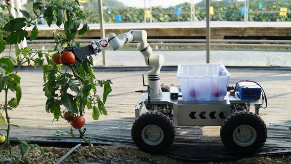 智能手臂采摘番茄?；顒又鬓k方供圖