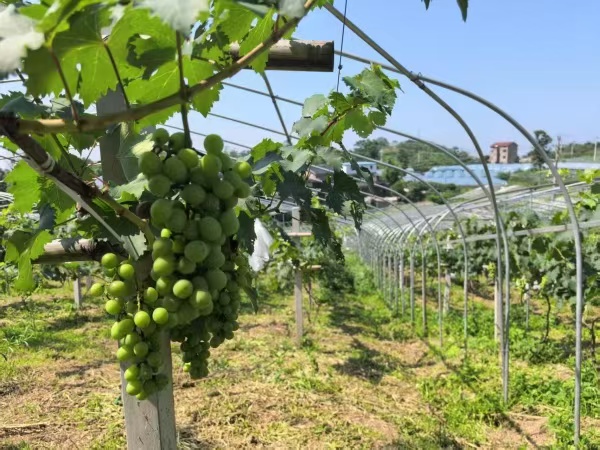 石龍社區葡萄小鎮葡萄即將豐收。蔣海濤攝