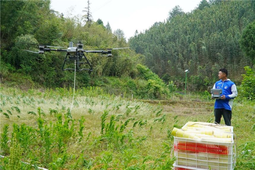 無人機運輸鮮筍。謝清城攝