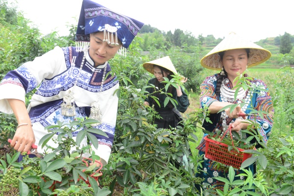 村民采摘花椒。蔡昌懷攝