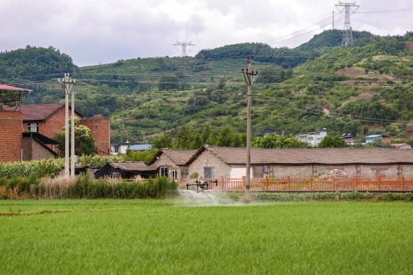 在廟宇鎮，村民使用無人機進行撒藥。尹詩語攝