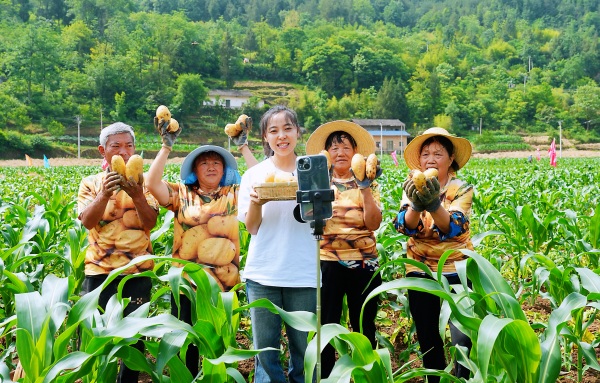 村播在田間直播助農賣土豆。巫山縣融媒體中心供圖