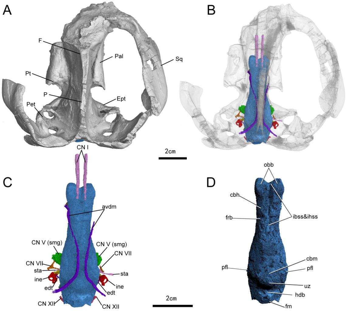 似卞氏獸未定種（16YPDC-01）的顱骨及顱內結構背視圖。重慶古生物研究院供圖