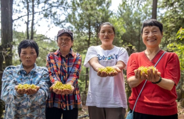 采摘的石斛花。劉紀湄攝