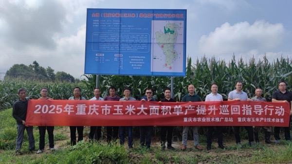 專家實地交叉考察綦江玉米單產提升示范基地。綦江區融媒體中心供圖