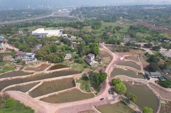 巴福鎮鐘鶴村稻蝦共生示范基地。楊科攝