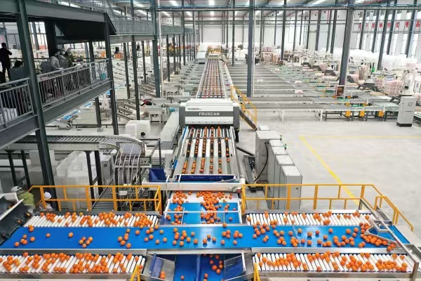 奉節臍橙產業。奉節縣委宣傳部供圖