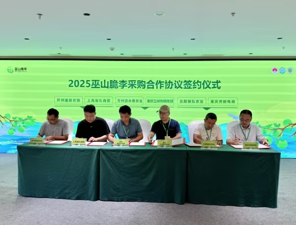 簽約儀式現場。巫山縣委宣傳部供圖