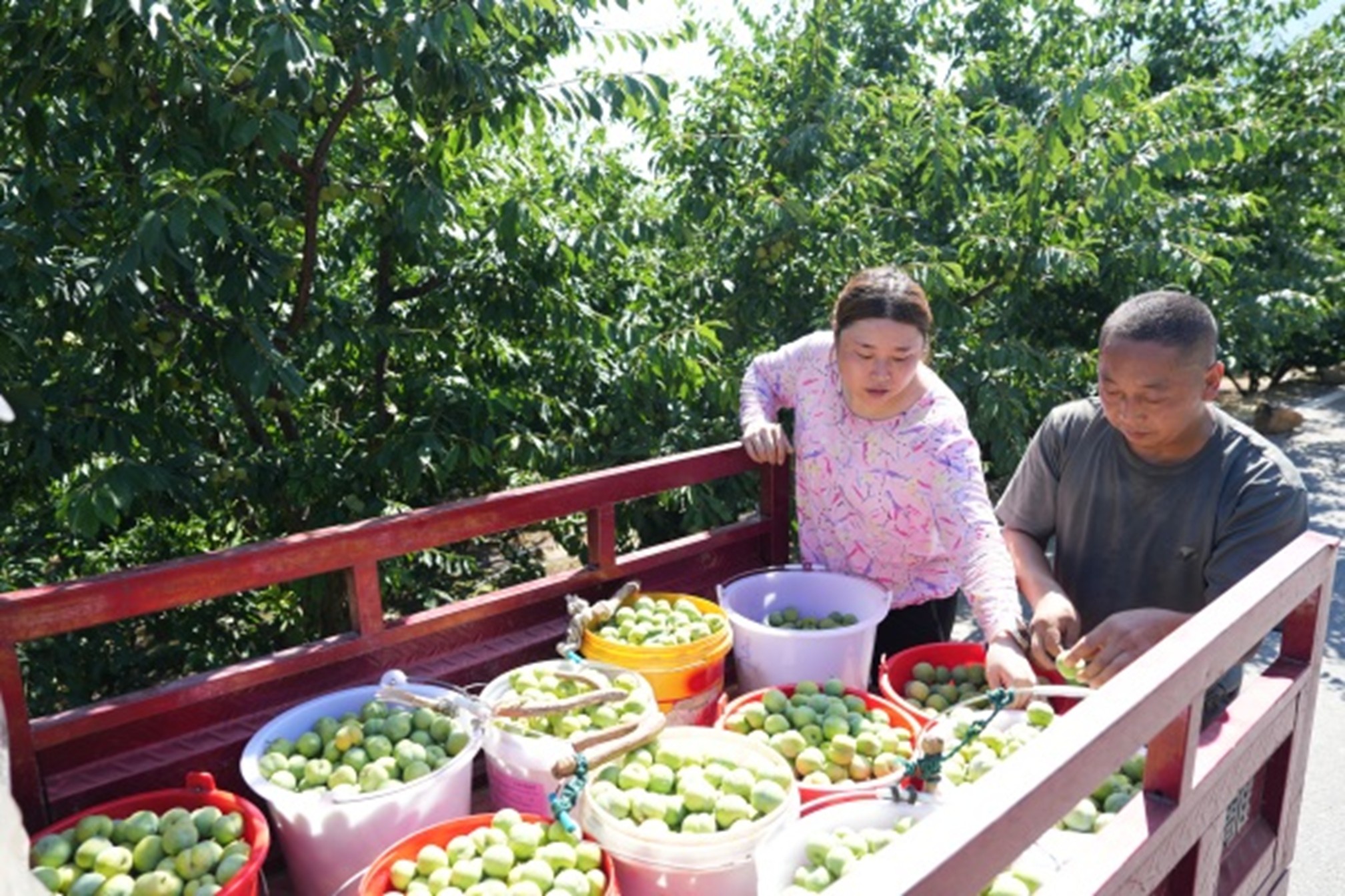 村民在果園采摘運輸新鮮脆李。盧先慶攝