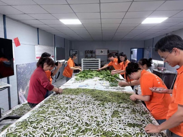 實踐團在養蠶基地學習。受訪者供圖