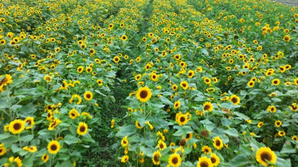 大木花谷向日葵花開正盛。涪陵區融媒體中心供圖