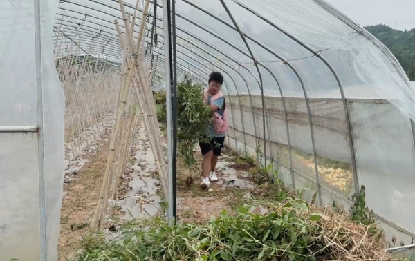 團隊成員在大棚里揮汗除草。重慶移通學院供圖