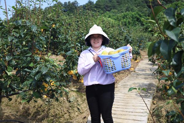 體驗采摘樂趣。雙河口鎮供圖