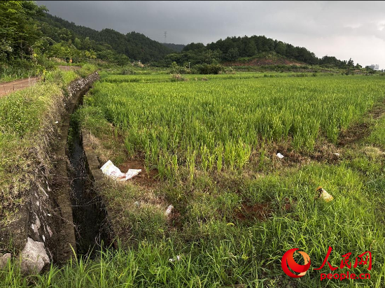 群眾反映的農田已種上水稻。人民網記者 游天燚攝