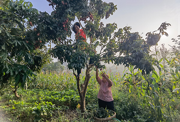 果農采摘荔枝。涪陵區委宣傳部供圖