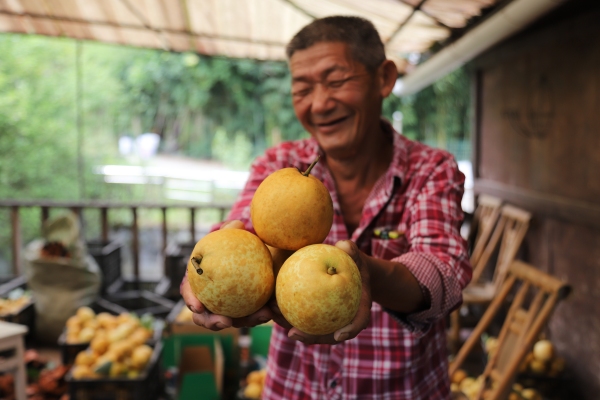 村民展示剛剛收獲的梨子。景區供圖