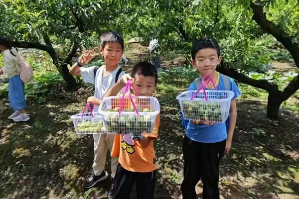 西部航空組織托管班摘李子。西部航空供圖