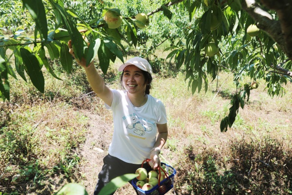 游客體驗采摘。廖唯攝