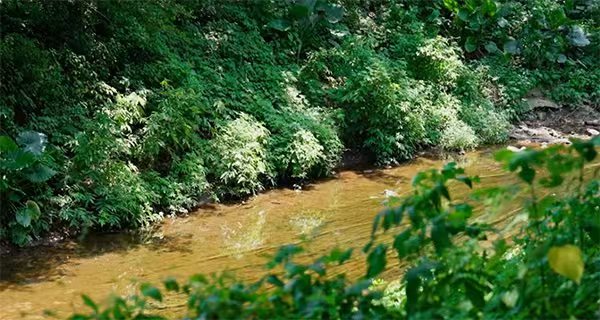 清水溪及鳳凰溪“清水綠岸”治理提升工程。重慶市住房和城鄉建設委員會供圖
