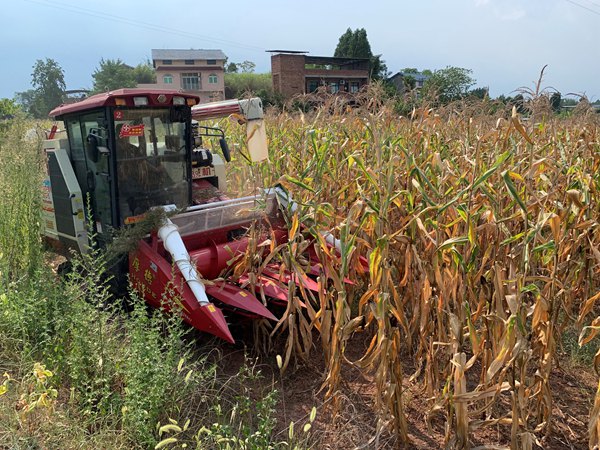 聯合收割機正穿梭于玉米田間?！按宕逋惫﹫D