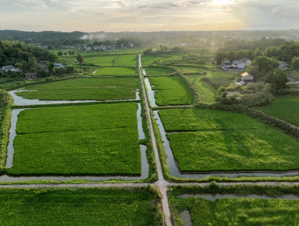 合川高標準農田。合川區委宣傳部供圖